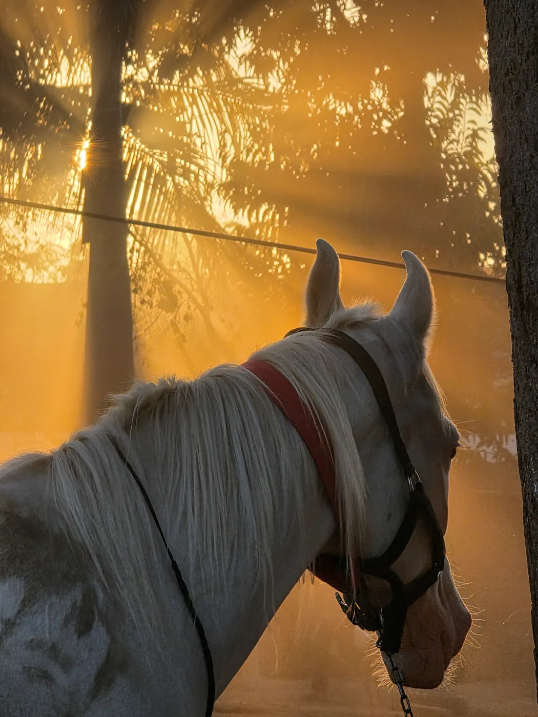 Golden Hour — Equine photography